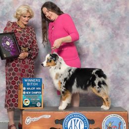 Astrid - Australian Shepherd