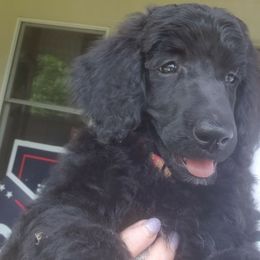 Puppy 4 (Dalet)- FEMALE - Black female Poodle puppy in Crewe, Virginia from Whispering Woods Farms LLC