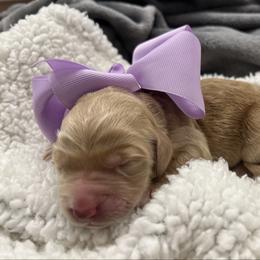 Lavender - Cream female Goldendoodle puppy in The Woodlands, Texas from Gracie's Goldendoodles and Bernedoodles