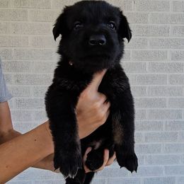 Claire - Bi-color female German Shepherd puppy in Winston Salem, North Carolina from Samtastic Shepherds