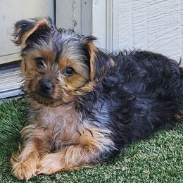 Lincoln - Parti male Yorkshire Terrier puppy in San Antonio, Texas from Luna's Treasures