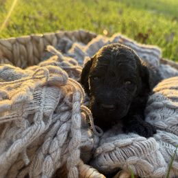 Blue Spruce - Black male Goldendoodle puppy in Fayetteville, Arkansas from Silver Hill Farm