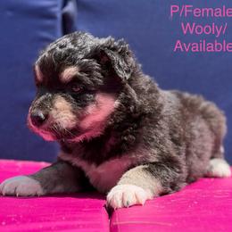 Girl 4 - Black and white female Alaskan Malamute puppy in Rensselaer, Indiana from Moot Manor Malamutes