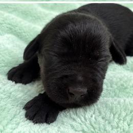 Girl 1 - Black female Giant Schnauzer puppy in Mount Sterling, Ohio from Northern Lights Working Dogs