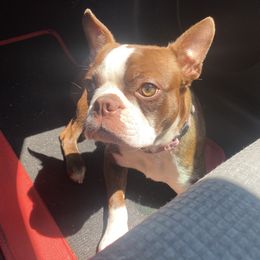 Boston Terriers from Pure Bread Bostons