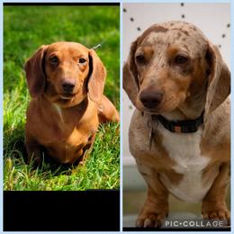 Dachshund puppies from SK Miniature   Dachshunds