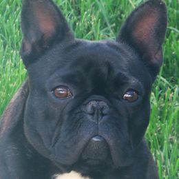 Mindy - French Bulldog