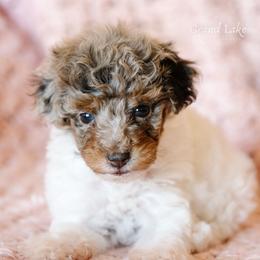 Lindt Lindor (Lindy) - Merle female Schnoodle puppy in Grove, Oklahoma from Grand Lake Poodles & Doodles
