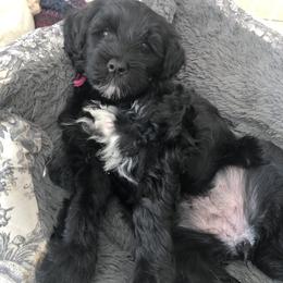 Portuguese Water Dog Puppies from Prestige Portuguese Water Dogs
