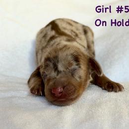 Girl 5 - Dapple female Dachshund puppy in Hollidaysburg, Pennsylvania from Weenie Bros