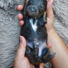 FIONA - BLUE and TAN - Gray (blue) and tan female Dachshund puppy in Swink, Oklahoma from Palali Farm