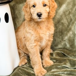 Goldendoodle Puppies from Gentry Doodles