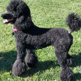 Poodles from Berndt Sienna Poodles