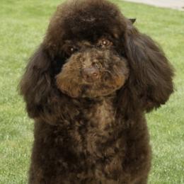 Poodle puppies from Top Shepherd - Snow Angels Bichon Frisé, Maltise, toy Poodles.