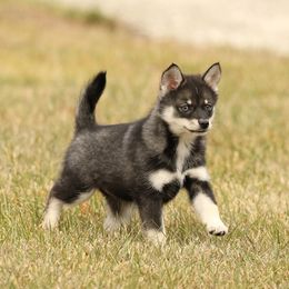 Whitny - Black and white Pomsky puppy in Freedom, Indiana from Pine Haven Puppies