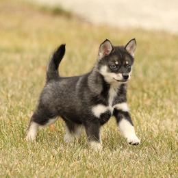 Whitny - Black and white Pomsky puppy in Freedom, Indiana from Pine Haven Puppies