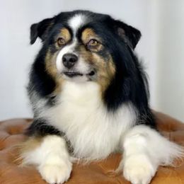 Miniature Australian Shepherds, Miniature Schnauzers, and Toy Australian Shepherds from Roses Halfpint Ranch