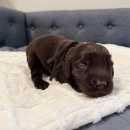 Black - Liver male Boykin Spaniel puppy in Pearland, Texas from Double Shot Boykins