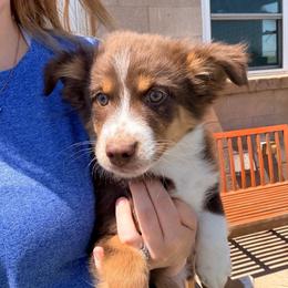 Blaze - Red tri-color male Australian Shepherd puppy in Cushing, Oklahoma from Midwest LP Aussies