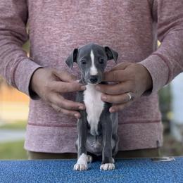 Boy 2 - Blue male Italian Greyhound puppy in Sugar Valley, Georgia from Pinnacle Farm and Kennel
