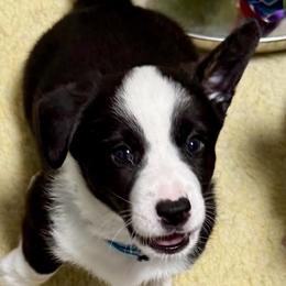 Snoop Dawg (Blue collar) - Black and white male Cardigan Welsh Corgi puppy in Omaha, Arkansas from DnD Corgis