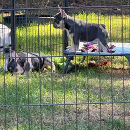 Storm - Blue female French Bulldog puppy in Indianapolis, Indiana from McDaniel Farm and Fowl