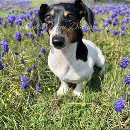 Oscar - Dachshund