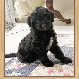 Girl 4 Aussie Doodle - Black female Miniature Australian Shepherd puppy in Pensacola, Florida from TNT MINI AUSSIES