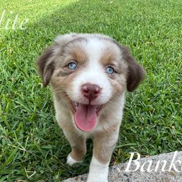 Banksy - Red merle male Miniature Australian Shepherd puppy in Corpus Christi, Texas from Elite Miniature Australian Shepherds