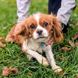 Olive - Cavalier King Charles Spaniel