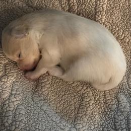 Pomeranian Puppies from Bella's Babies