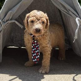 Where's Waldo - Apricot male Goldendoodle puppy in Camden, North Carolina from Oopsie Doodles of NC