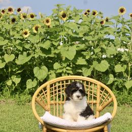 Gertrude - Tri-color female Bernedoodle puppy in Lowry City, Missouri from Cooper Creek Puppies