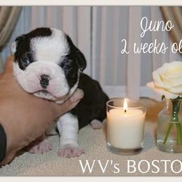 Girl 1 - Black and white female Boston Terrier puppy in North Central, Vermont from Windy Valley’s Bostons