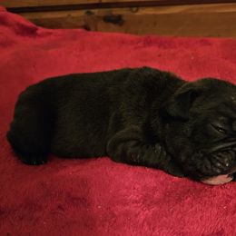 Tux - Black tri-color male Bulldog puppy in Callao, Virginia from Northern Neck Bulldogs