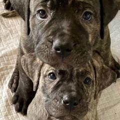 Perro de Presa Canarios from Medianoche GatoPerros