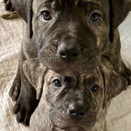 Perro de Presa Canarios from Medianoche GatoPerros