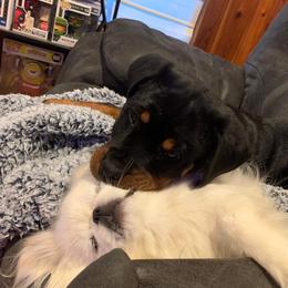 Rottweiler Puppies from Vom Arnold-Hause Rottweilers