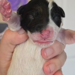 Male pup 2 - White and black male Smooth Fox Terrier puppy in Lake City, Florida from Providence Kennels