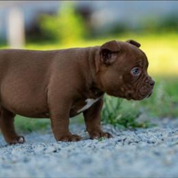 Libby - Brown female American Bully puppy in Puyallup, Washington from Gamer Bullyz