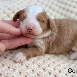 No collar girl - Red female Bernedoodle puppy in Colorado Springs, Colorado from Mercy Mountain Bernedoodles