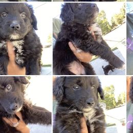 Aussiedoodles from Dutton’s Aussie Doodles