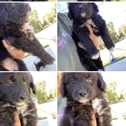 Aussiedoodles from Dutton’s Aussie Doodles