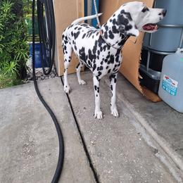Bulova - Dalmatian