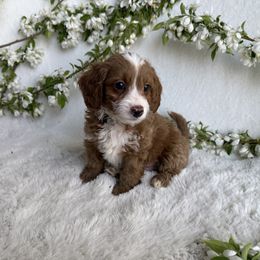 Skunk - Red  Goldendoodle puppy in Eagle Mountain, Utah from Lady Paws Puppies