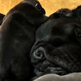 Cane Corso from Dal Deserto Cane Corso