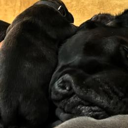 Cane Corso from Dal Deserto Cane Corso