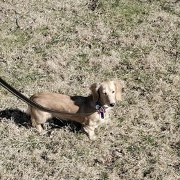 Dachshunds from Terry's Dachshunds