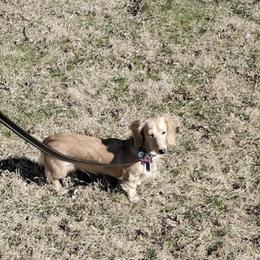 Dachshunds from Terry's Dachshunds