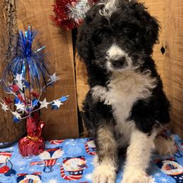 Moxi - Sable female Aussiedoodle puppy in Lavonia, Georgia from H & A Kennels